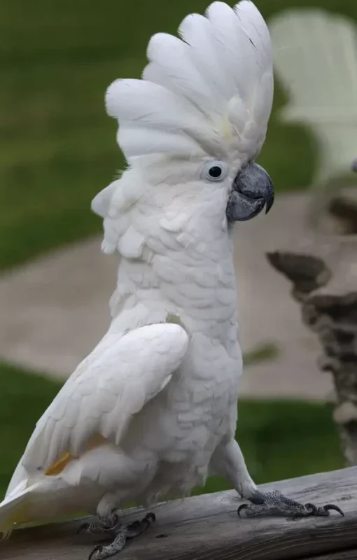 Umbrella Cockatoo - Image 2