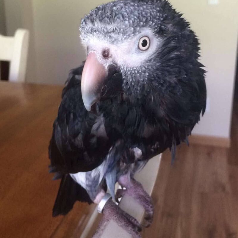 Two timneh babies parrots - Image 2