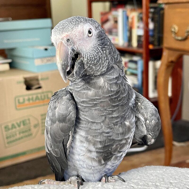 Two timneh babies parrots - Image 3
