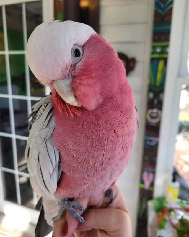 Galah cockatoo - Image 2