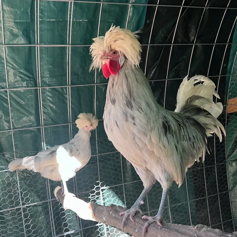 Splash white Crested Polish Hatching Eggs - Image 8