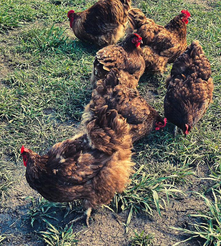 Chocolate English Orpington Hatching Eggs - Image 2