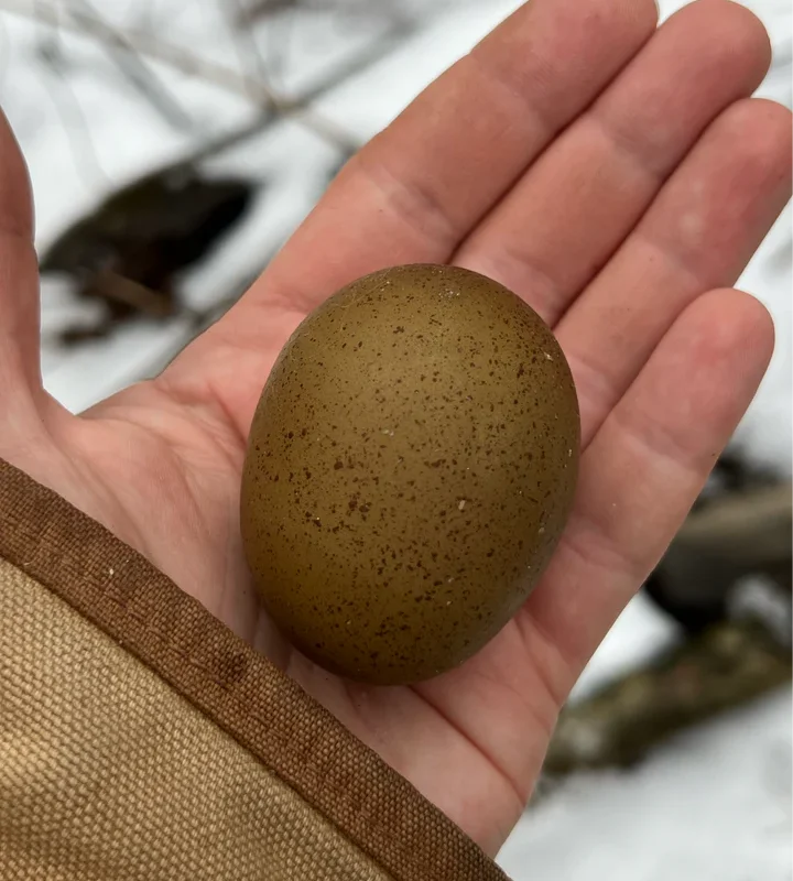 Fern Egger™️ Hatching Eggs - Image 6