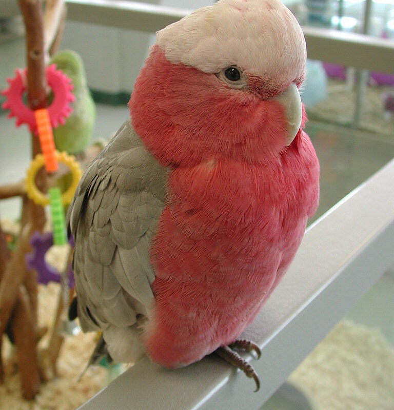 Galah cockatoo - Image 3