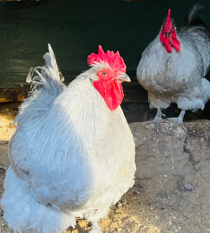 Lavender English Orpington Hatching Eggs - Image 3
