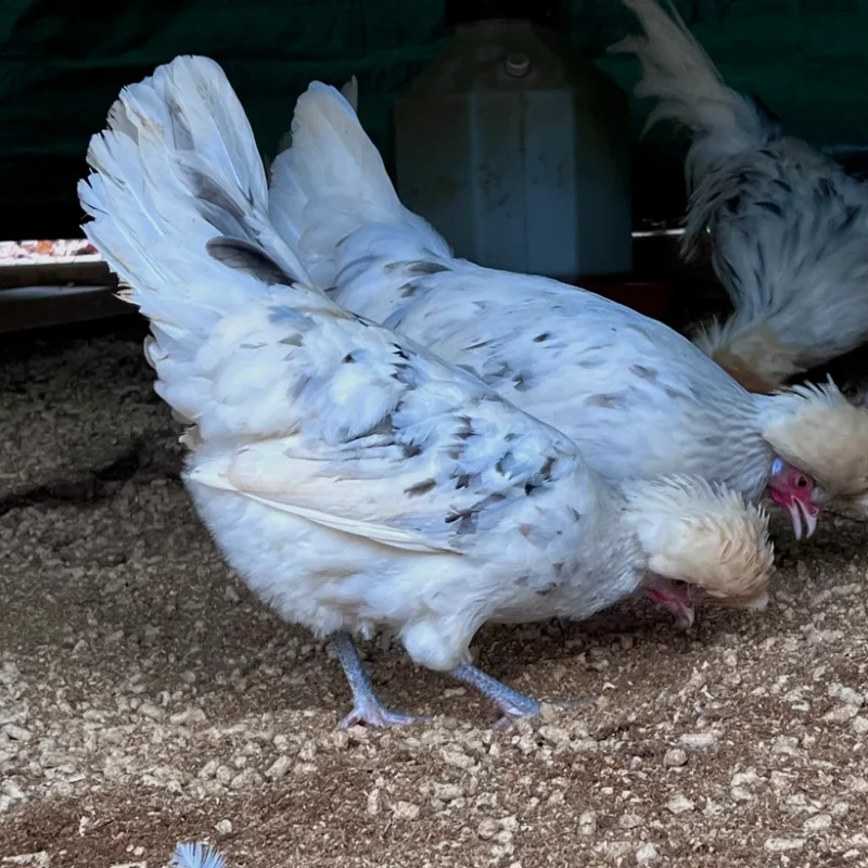 Splash white Crested Polish Hatching Eggs - Image 7