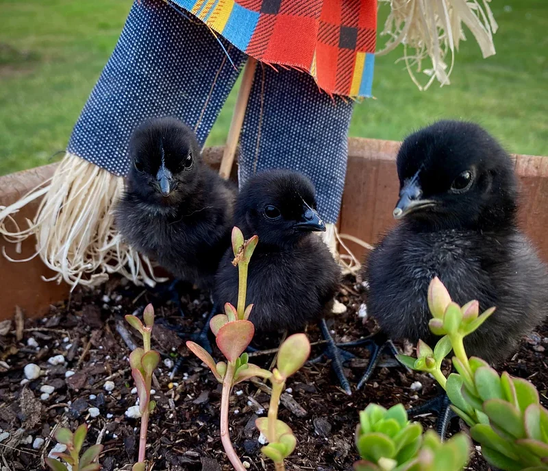Ayam Cemani Chicks
