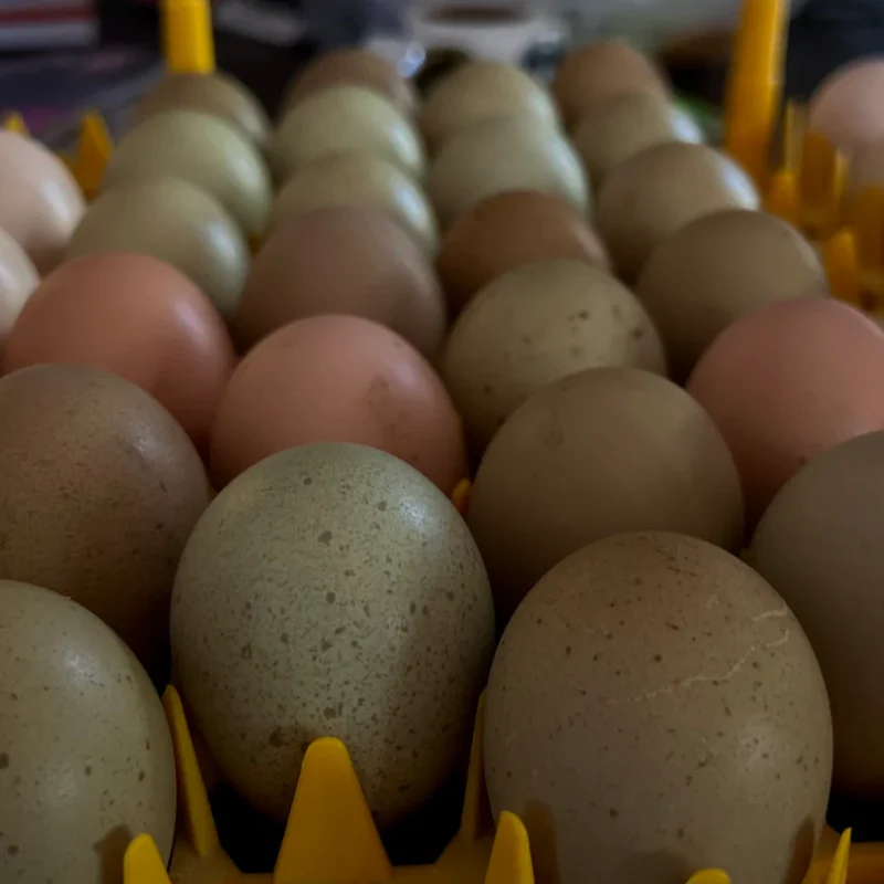 Fibro Egger Hatching Eggs - Image 7
