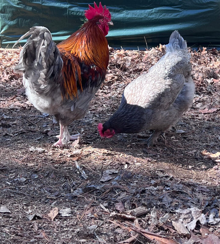 Blue Copper Marans Hatching Eggs