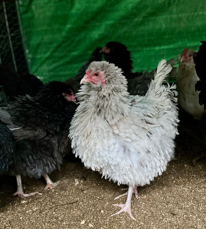 Frizzled Olive Egger Hatching Eggs - Image 6