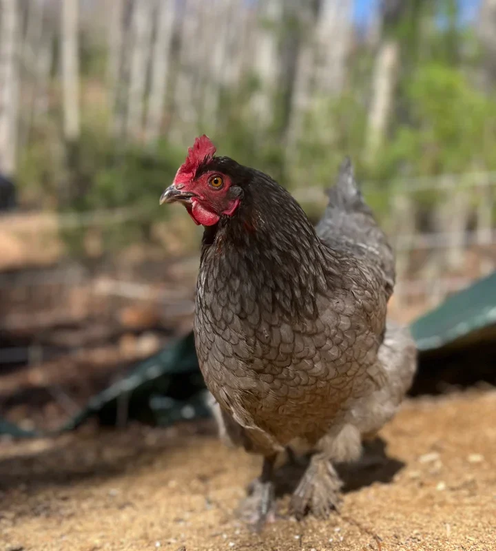 Blue Copper Marans chick - Image 4