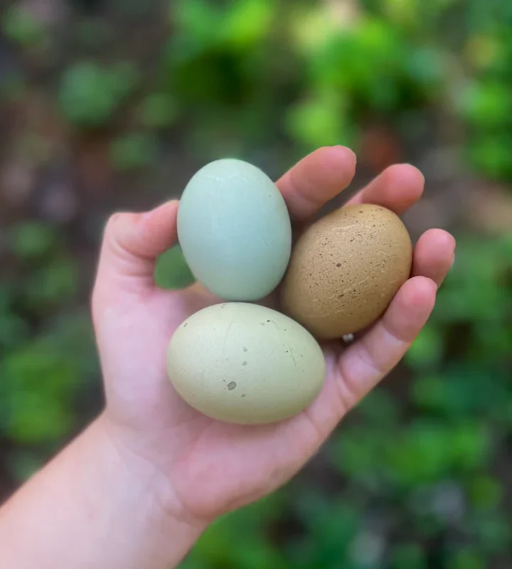 Frizzled Olive Egger Hatching Eggs - Image 5