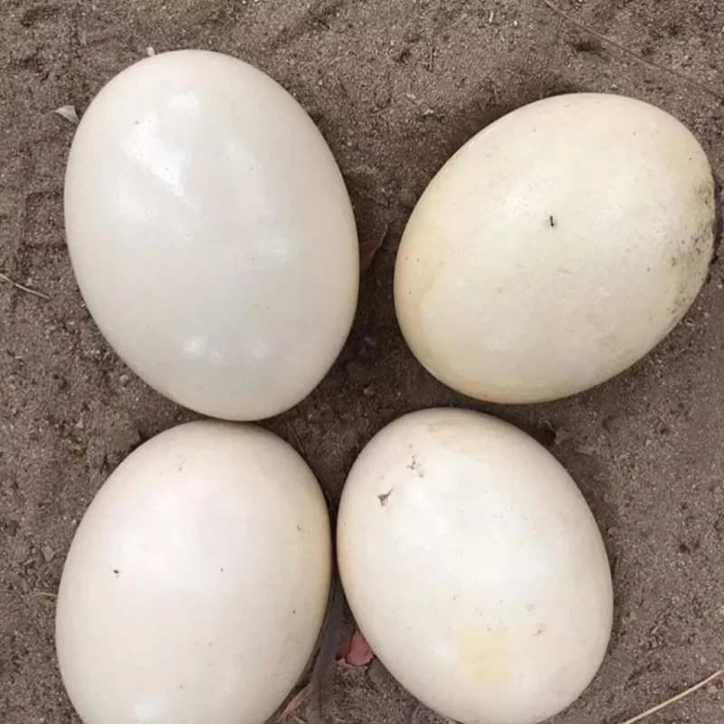 Fertile Southern Ostrich Eggs For Sale