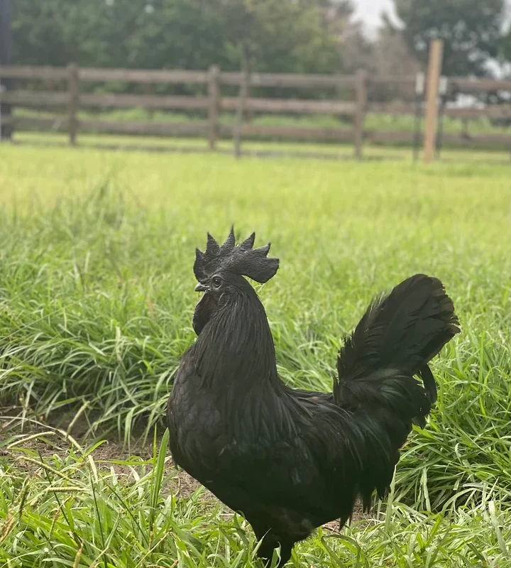 Ayam Cemani Hatching Eggs - Image 5