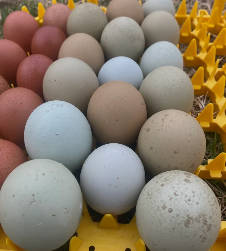 Olive Egger Hatching Eggs - Image 8