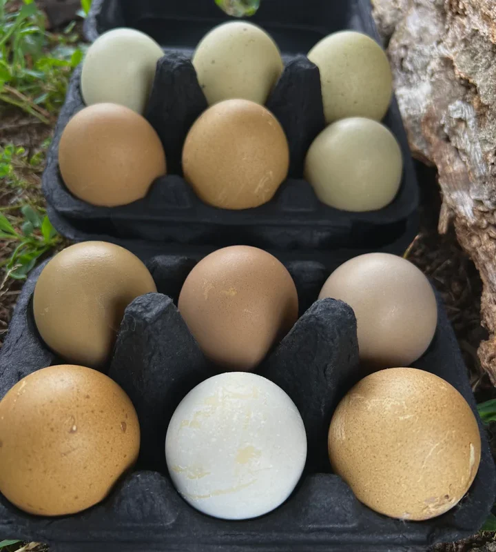 Fern Egger™️ Hatching Eggs - Image 5
