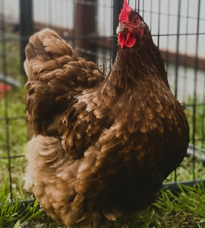 Chocolate English Orpington Hatching Eggs - Image 7