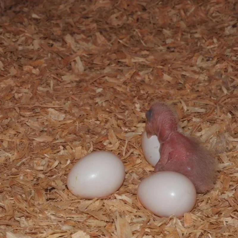 Moluccan Cockatoo Parrot Eggs For Sale