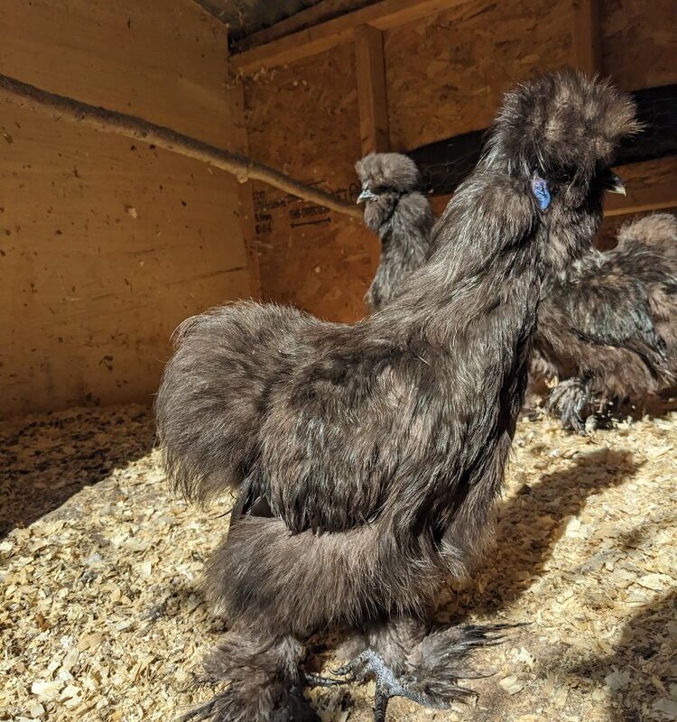 Silkie Chicken Fertile Hatching Eggs - Blue, Black, and Splash