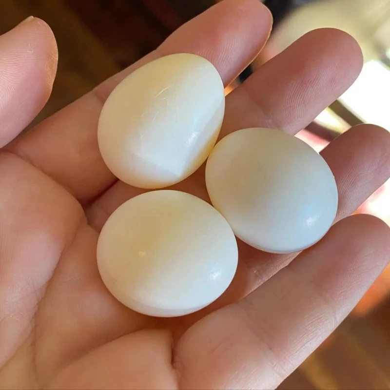 Single parrots egg - Image 4