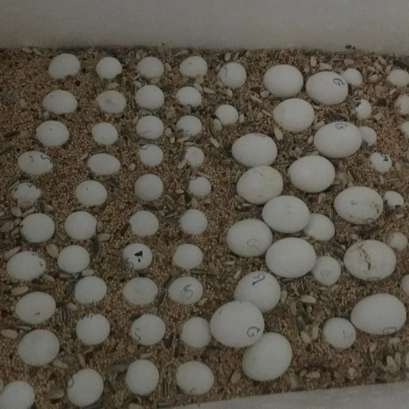 Toco Toucan Eggs Available For Sale