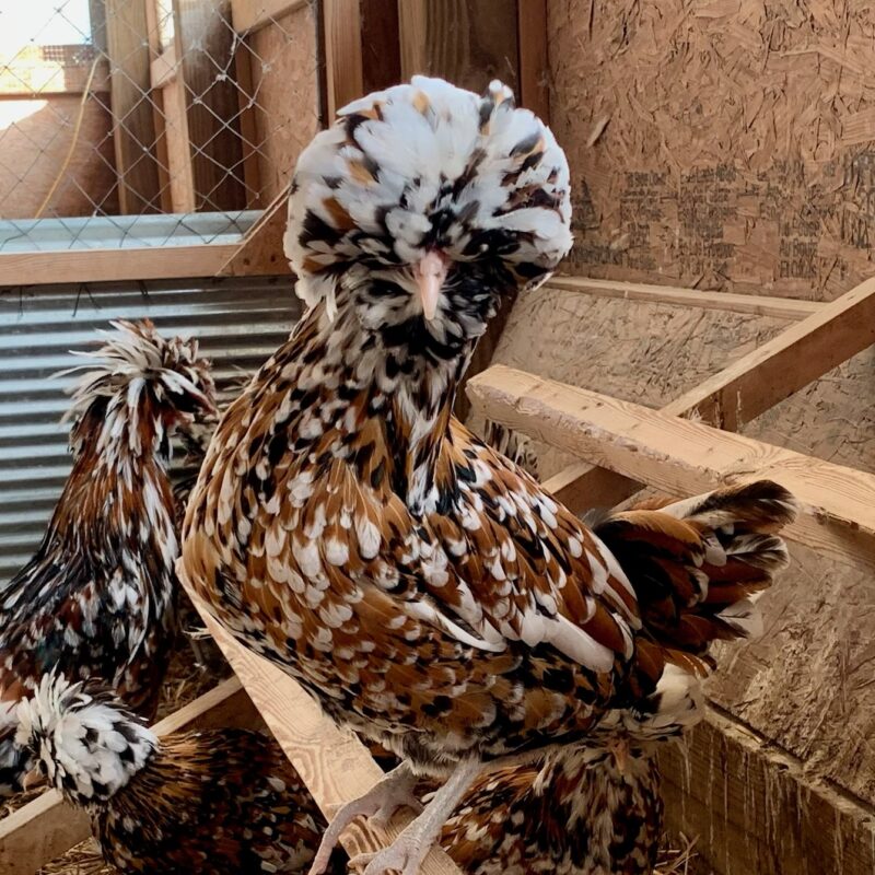 Tolbunt Polish Fertile Hatching Eggs