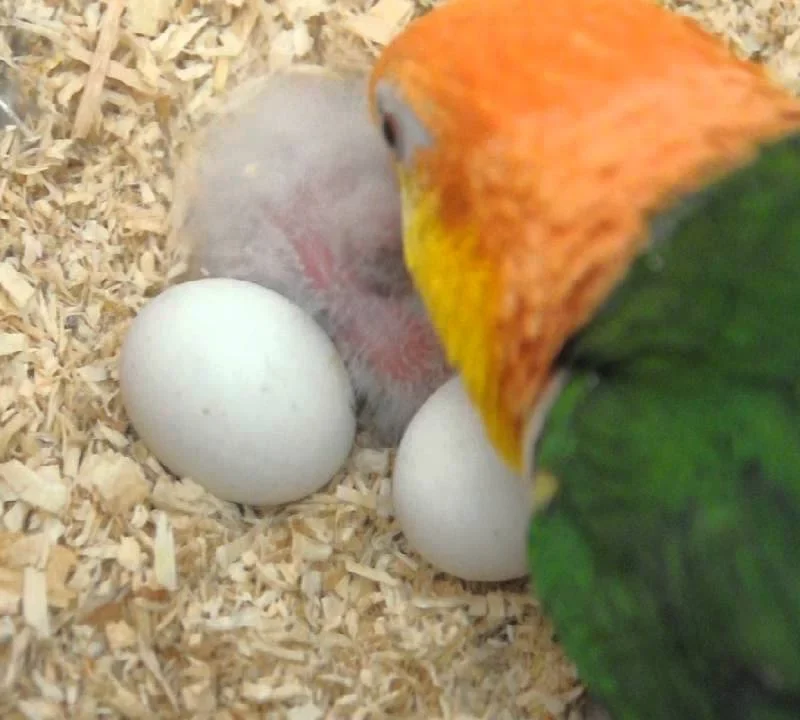 White Bellied Caique Eggs For Sale