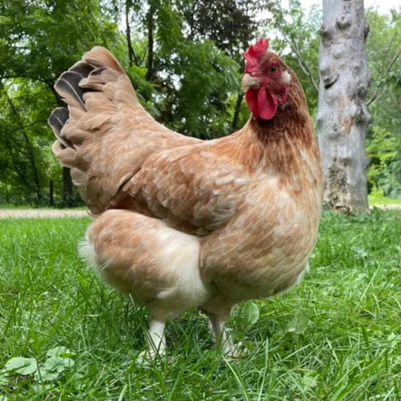 French Wheaton Maran Pullets