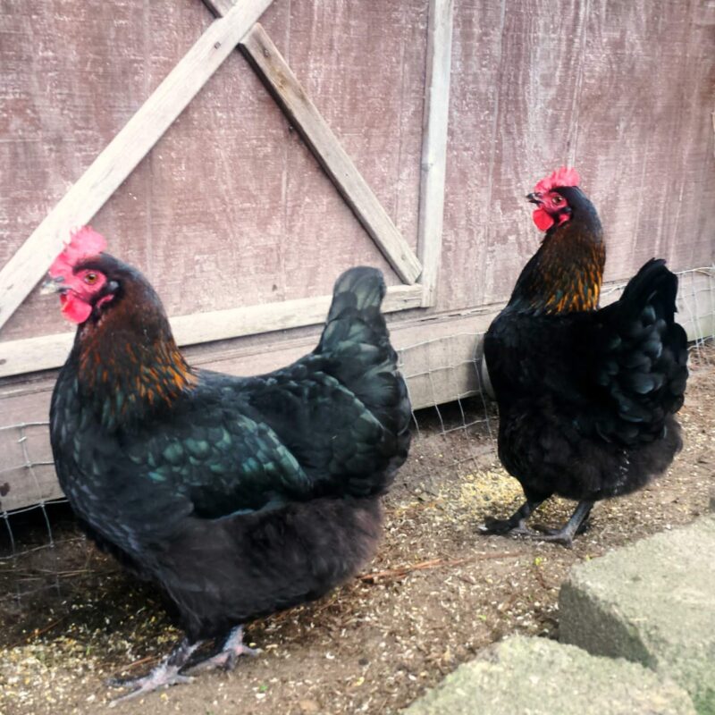 French Black Marans Pullets