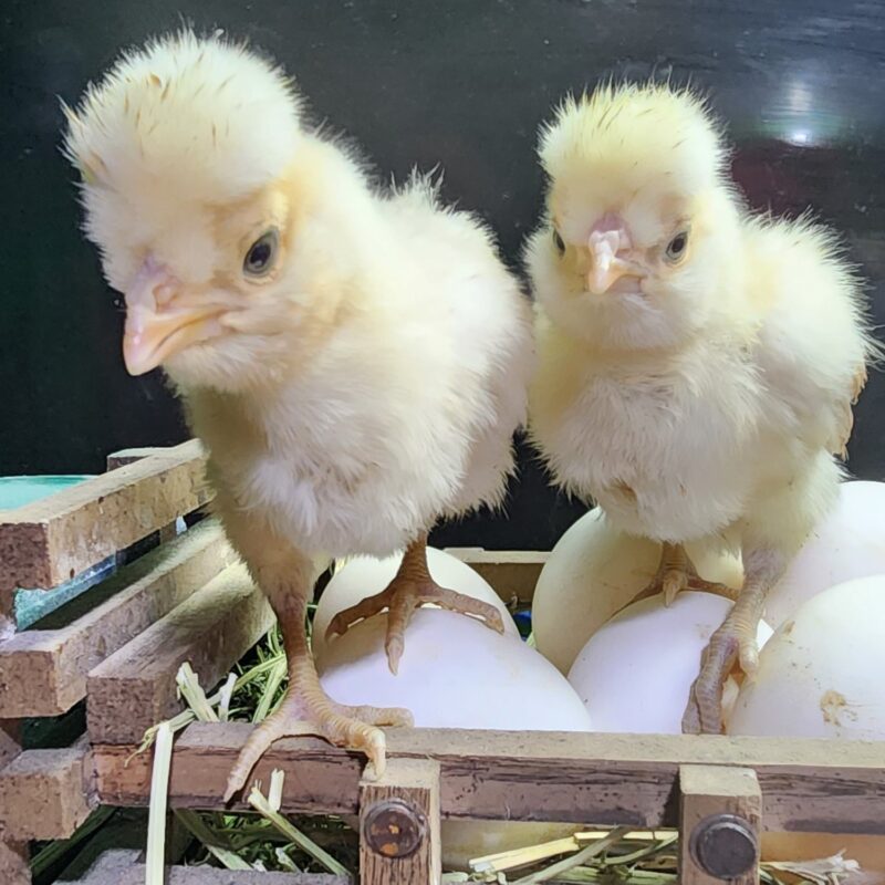 White Polish Fertile Chicken Hatching Eggs - Image 2