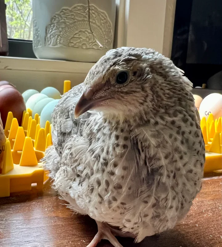 Celadon Quail Hatching Eggs - Image 8