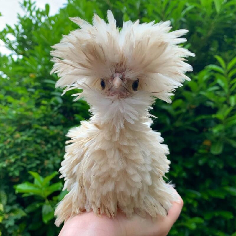 Frizzle Tolbunt Polish Chicks - Image 3