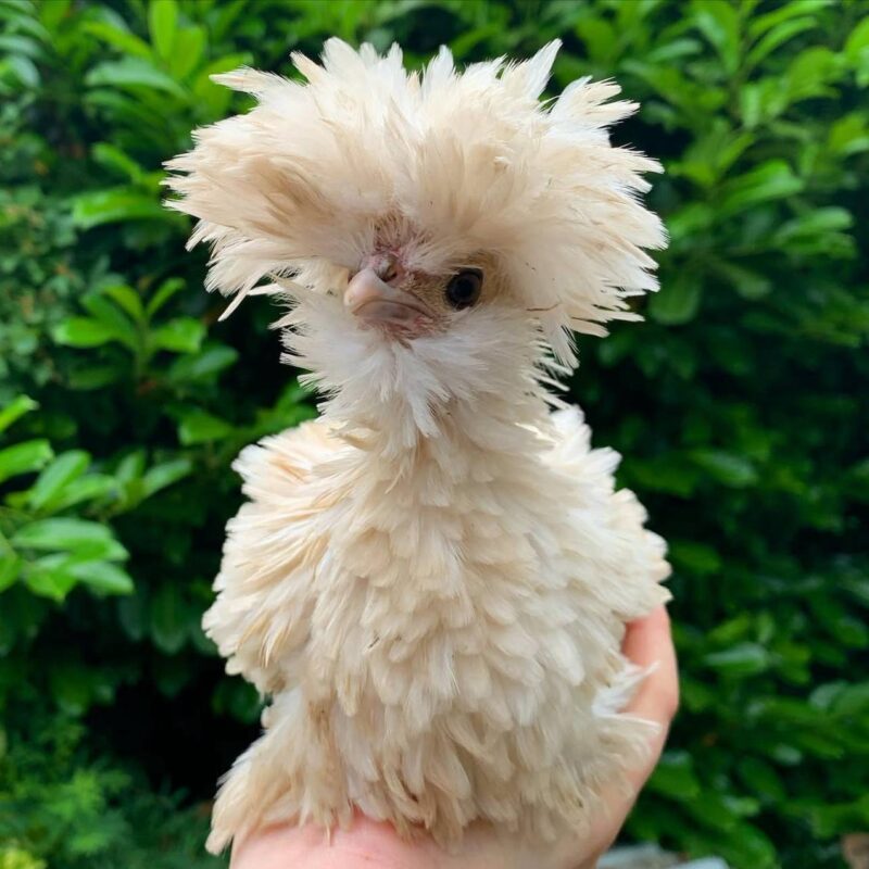 Frizzle Tolbunt Polish Chicks - Image 4