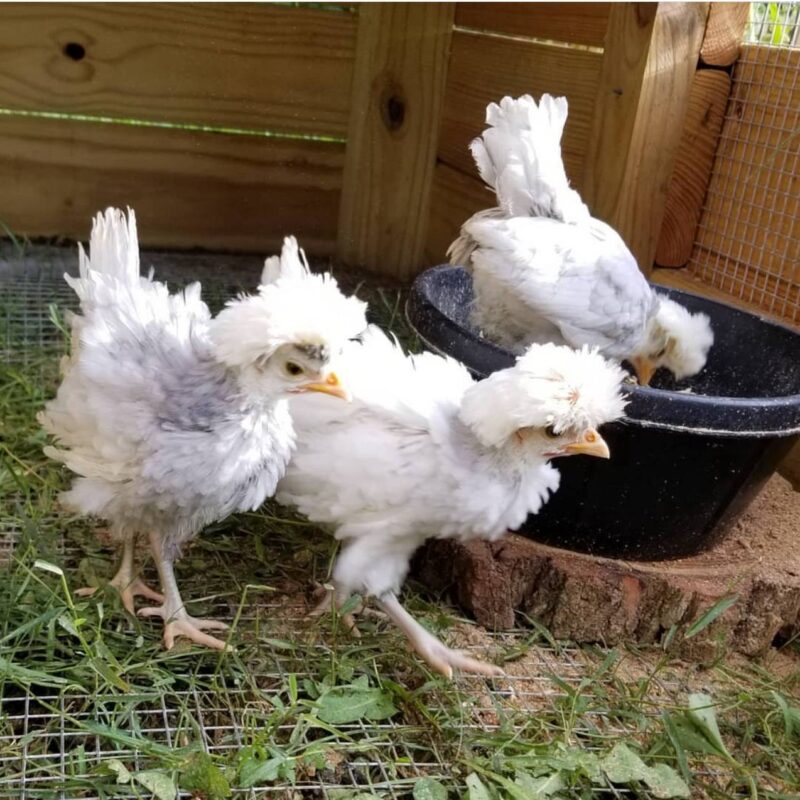 Frizzle Tolbunt Polish Chicks - Image 5