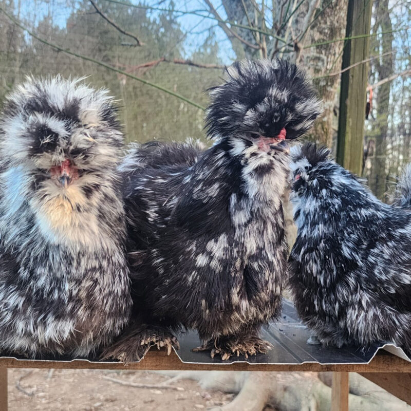 Silkie Chicken Fertile Hatching Eggs - Blue, Black, and Splash - Image 2